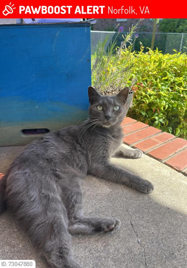 Lost Female Cat last seen Orange ave, Norfolk, VA 23503