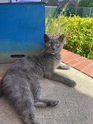Lost Female Cat last seen Orange ave, Norfolk, VA 23503