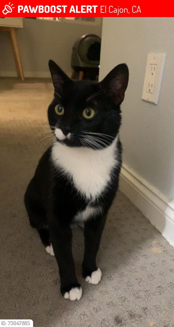 Lost Male Cat last seen Silva Rd, El Cajon, CA 92021