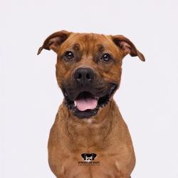 Shelter Stray Male Dog last seen , 3607 N Armenia Ave, Tampa, FL 33607, USA