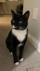 Lost Male Cat last seen Silva Rd, El Cajon, CA 92021