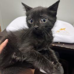 Shelter Stray Male Cat last seen , 3607 N Armenia Ave, Tampa, FL 33607, USA