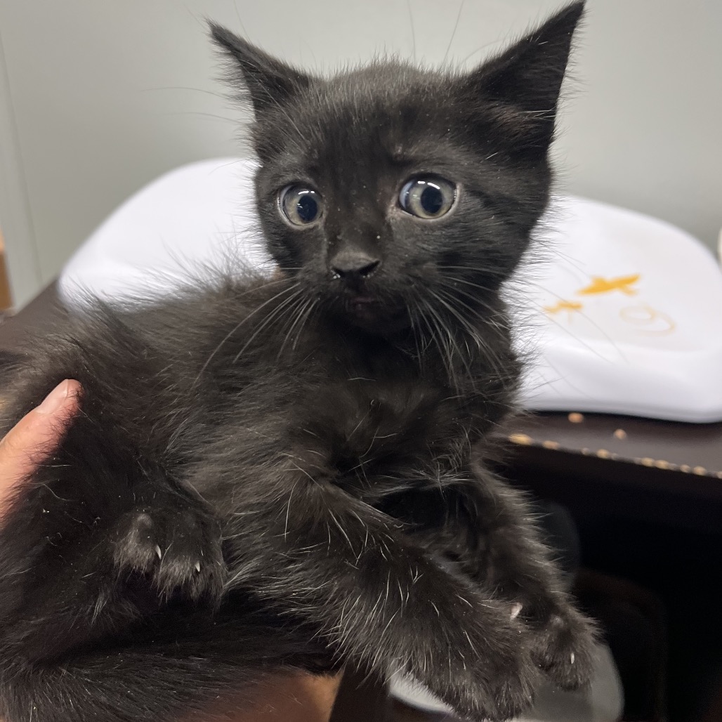 Shelter Stray Male Cat last seen , 3607 N Armenia Ave, Tampa, FL 33607, USA