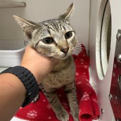 Shelter Stray Male Cat last seen , 901 N Haverty St, Pine Bluff, AR 71601, USA