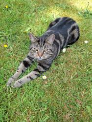 Reunited Male Cat last seen Cudham, Hazelwood, England TN14