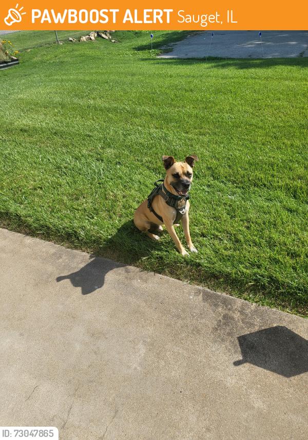 Found/Stray Male Dog last seen Jerome lane, Sauget, IL 62206