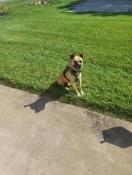 Found/Stray Male Dog last seen Jerome lane, Sauget, IL 62206