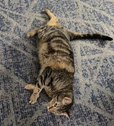 Reunited Male Cat last seen Cross Creek Ln & Spring Canyon Dr, League City, TX 77573