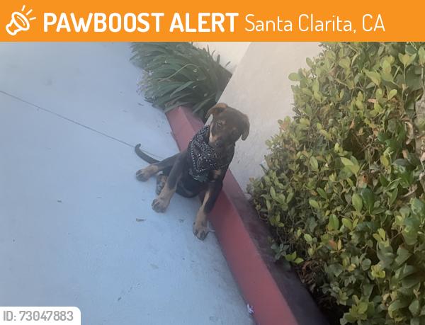 Found/Stray Female Dog last seen Sierra hwy and Dolan way, Santa Clarita, CA 91351