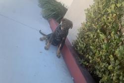 Found/Stray Female Dog last seen Sierra hwy and Dolan way, Santa Clarita, CA 91351