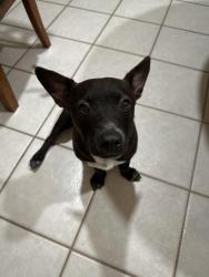 Found/Stray Male Dog last seen Braun road and texel road, San Antonio, TX 78254