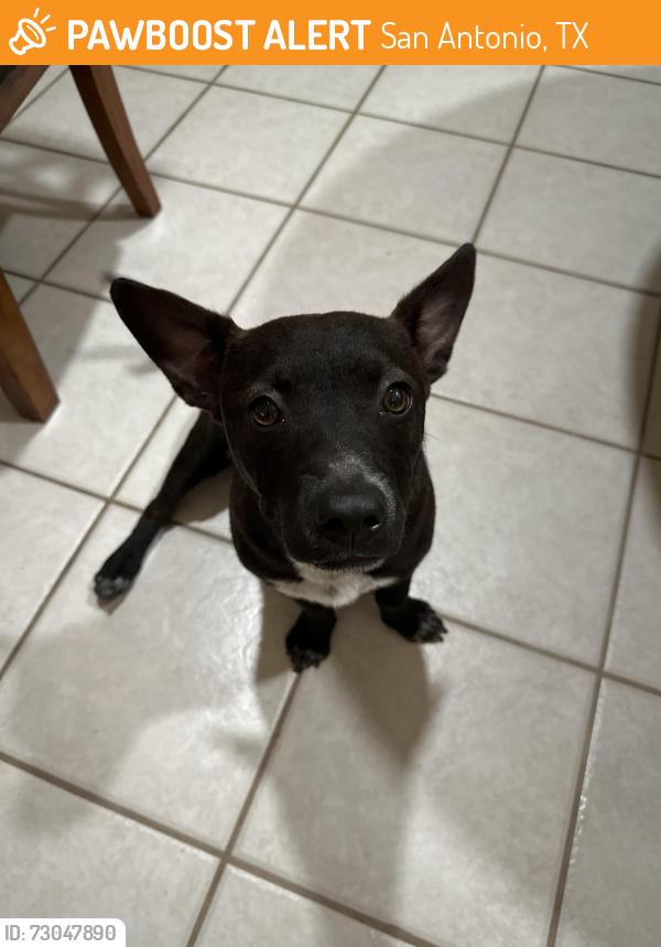Found/Stray Male Dog last seen Braun road and texel road, San Antonio, TX 78254