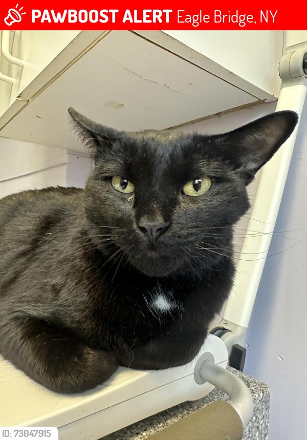 Lost Male Cat last seen Bejosh Farm, Eagle Bridge, NY 12057