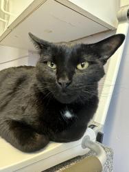 Lost Male Cat last seen Bejosh Farm, Eagle Bridge, NY 12057