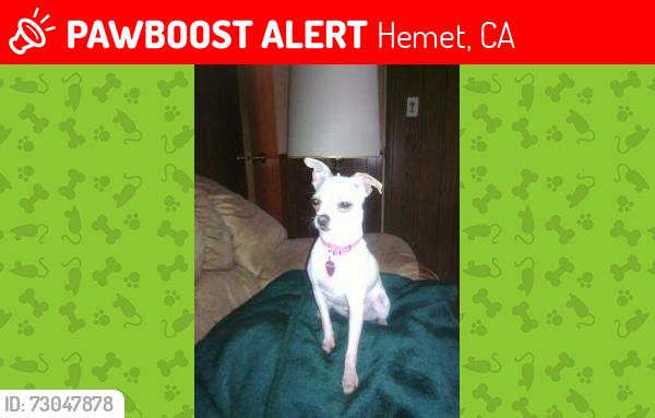 Lost Female Dog last seen Santa clara in sierra dawn, Hemet, CA 92543