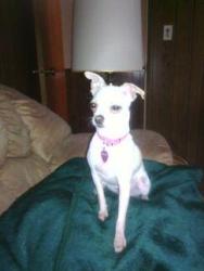 Lost Female Dog last seen Santa clara in sierra dawn, Hemet, CA 92543