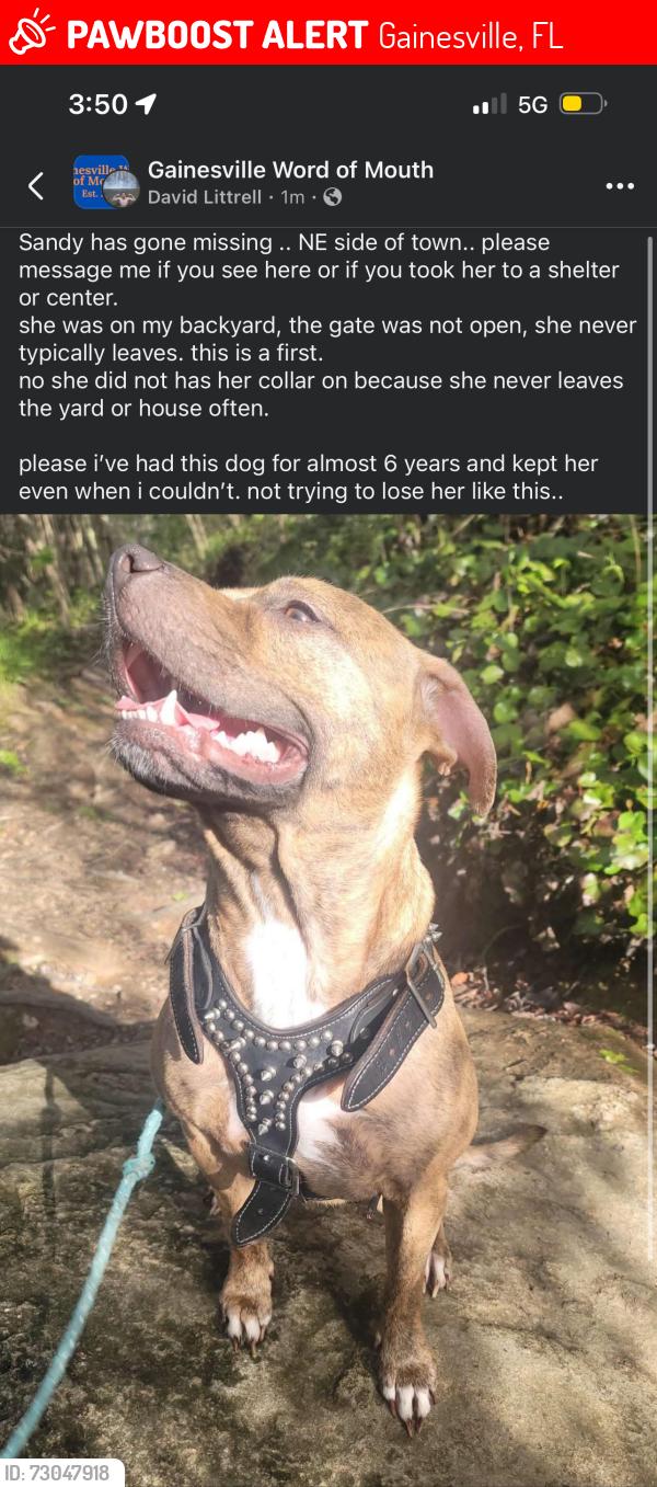Lost Female Dog last seen main street / 39th street , Gainesville, FL 32609