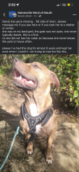 Lost Female Dog last seen main street / 39th street , Gainesville, FL 32609