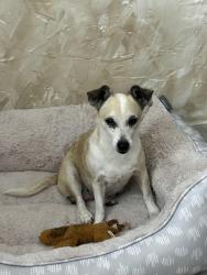 Lost Female Dog last seen Near E 48 th Hialeah , Hialeah, FL 33013