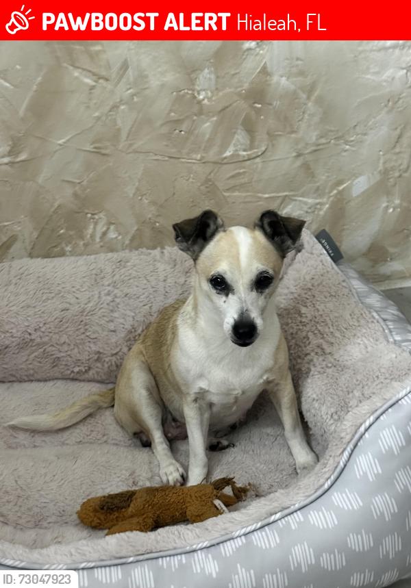 Lost Female Dog last seen Near E 48 th Hialeah , Hialeah, FL 33013