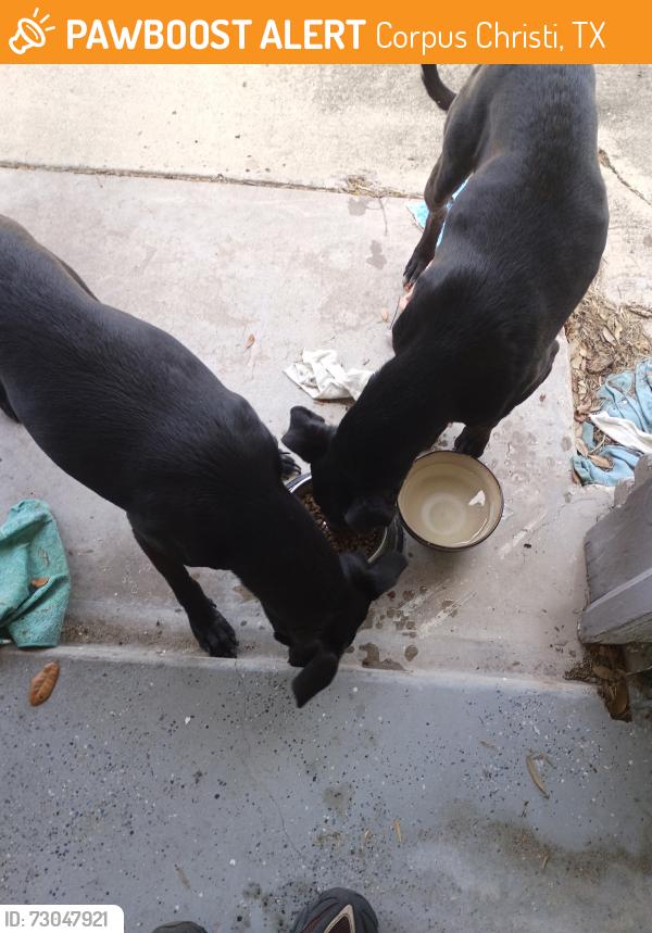 Found/Stray Female Dog last seen King Highschool, Corpus Christi, TX 78412