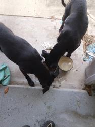 Found/Stray Female Dog last seen King Highschool, Corpus Christi, TX 78412