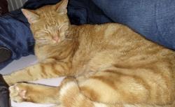 Reunited Male Cat last seen Near Sutter st vallejo ca 94590, Vallejo, CA 94590