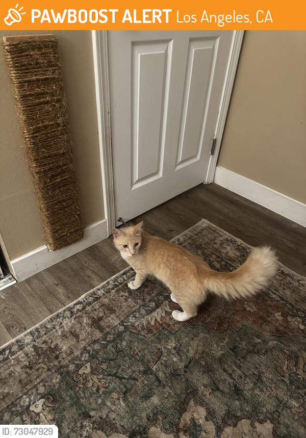 Found/Stray Male Cat last seen Topanga canyon, Los Angeles, CA 91367