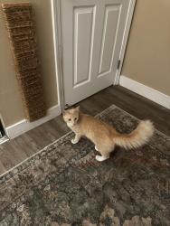 Found/Stray Male Cat last seen Topanga canyon, Los Angeles, CA 91367