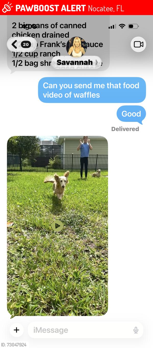 Lost Male Dog last seen Crosswater Drive, Nocatee, FL 32081
