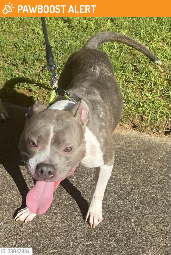 Found/Stray Female Dog last seen Lawrenceville Suwanee Road, Gwinnett County, GA 30043