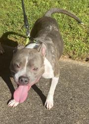 Found/Stray Female Dog last seen Lawrenceville Suwanee Road, Gwinnett County, GA 30043