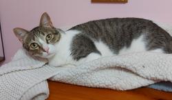 Lost Female Cat last seen Chresbro Court and Mississauga Road, Mississauga, ON L5H 4H3