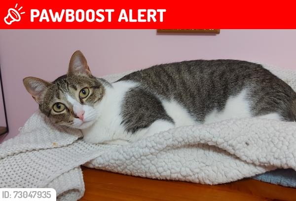 Lost Female Cat last seen Chresbro Court and Mississauga Road, Mississauga, ON L5H 4H3