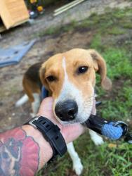 Found/Stray Female Dog last seen Hopkins Road, Richmond VA, Richmond, VA 23234