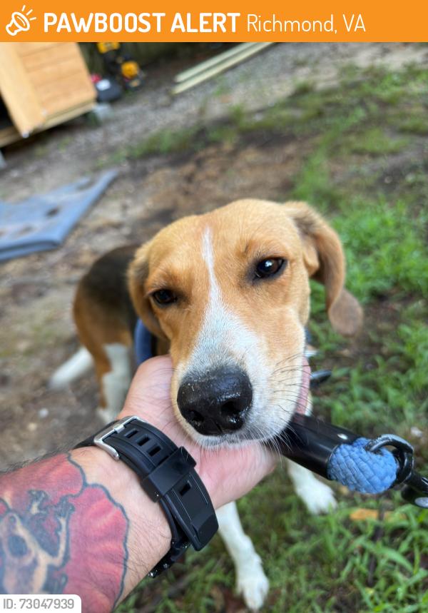 Found/Stray Female Dog last seen Hopkins Road, Richmond VA, Richmond, VA 23234