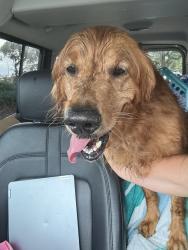 Reunited Female Dog last seen Chevron gas station off us1, Palm Bay, FL 32905