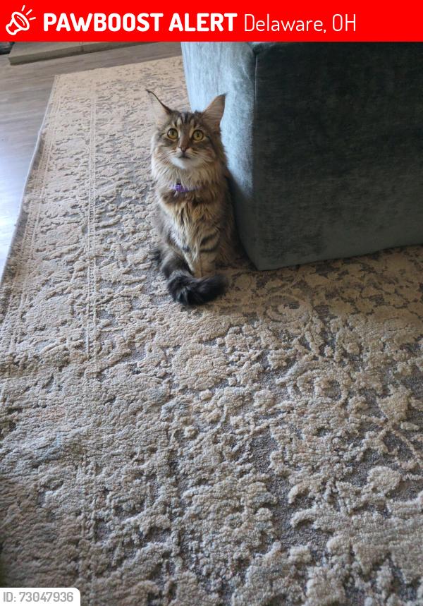 Lost Female Cat last seen Wallace drive deleware ohio , Delaware, OH 43015