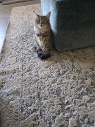 Lost Female Cat last seen Wallace drive deleware ohio , Delaware, OH 43015