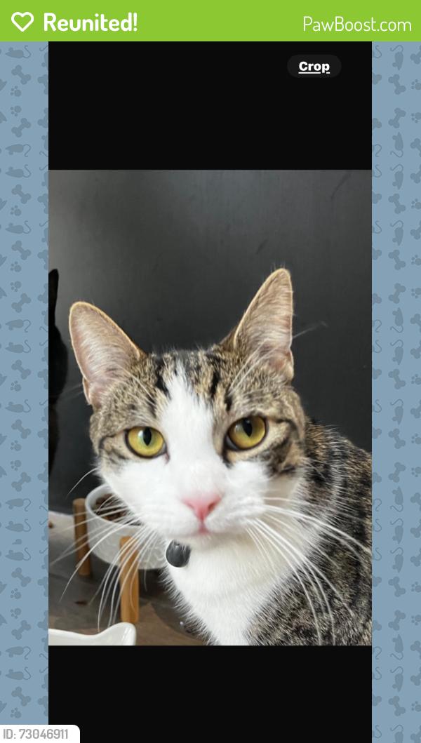 Reunited Male Cat last seen At home Wolsey road, Surrey, England TW16