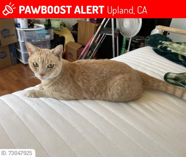 Lost Male Cat last seen 15th and Wedgewood Way, Upland, CA 91786