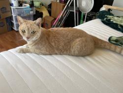 Lost Male Cat last seen 15th and Wedgewood Way, Upland, CA 91786