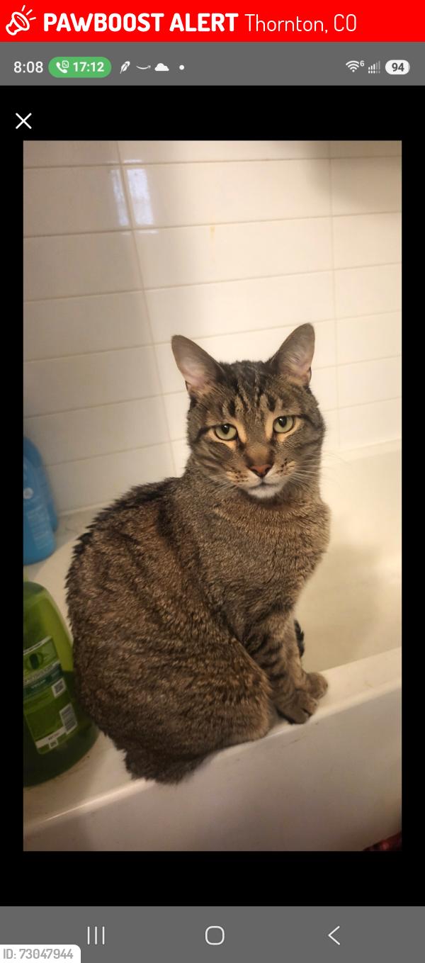 Lost Male Cat last seen 144th grant st, Thornton, CO 80023