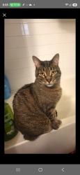 Lost Male Cat last seen 144th grant st, Thornton, CO 80023