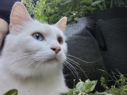 Found/Stray Female Cat last seen 326th place, Federal Way, WA 98023