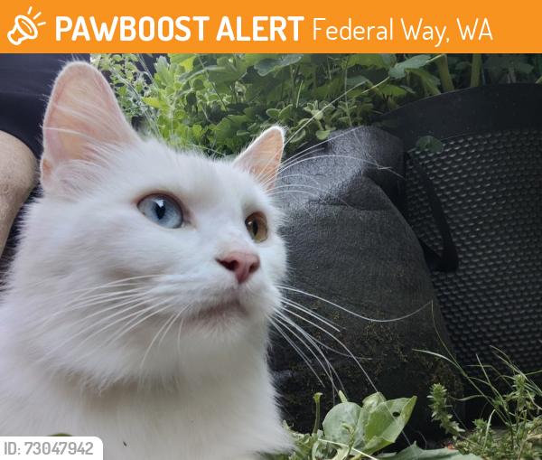 Found/Stray Female Cat last seen 326th place, Federal Way, WA 98023