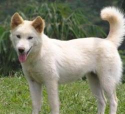 Lost Male Dog last seen 15th and prospect , Tacoma, WA 98406
