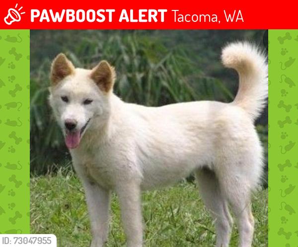 Lost Male Dog last seen 15th and prospect , Tacoma, WA 98406