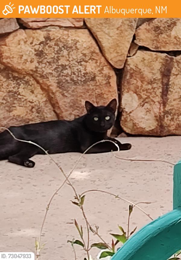 Found/Stray Unknown Cat last seen Coors & Namaste NW 87120, Albuquerque, NM 87120