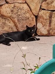 Found/Stray Unknown Cat last seen Coors & Namaste NW 87120, Albuquerque, NM 87120